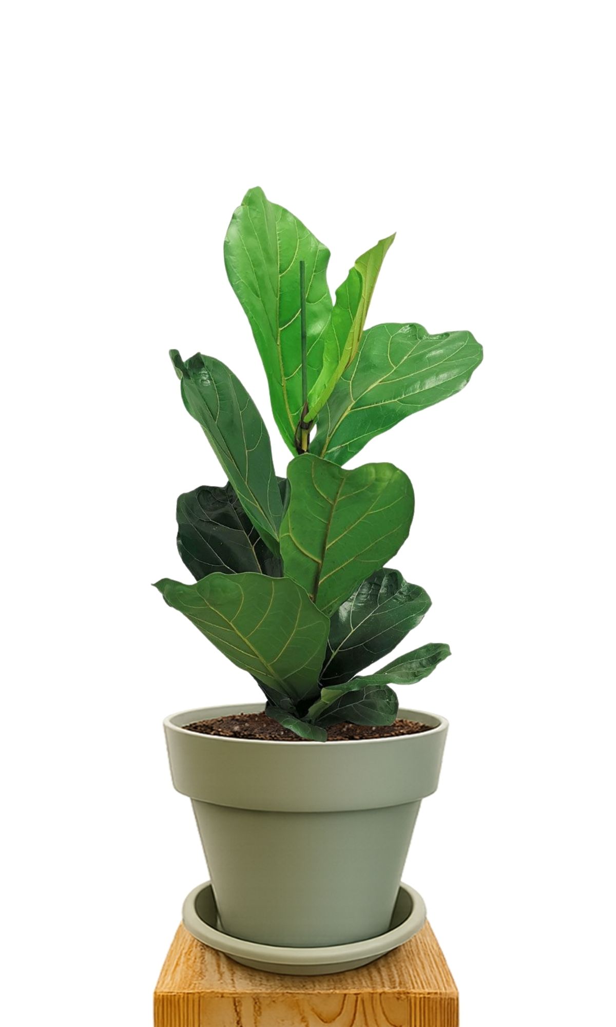 Plant kit 30 Green